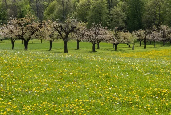 Que faire dans son jardin en avril ? - Gaia Paysages, Paysagiste à Aix-en-Provence