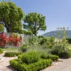 Choisir les plantes résistantes à la sécheresse en Provence - Gaia Paysages
