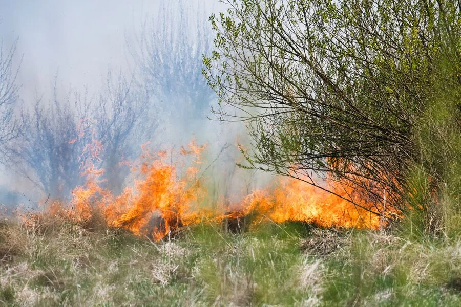 Comment protéger son jardin des incendies d'été ? - Gaia Paysages