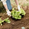Que planter en septembre dans son jardin ? Gaia Paysages, paysagiste à Aix-en-Provence