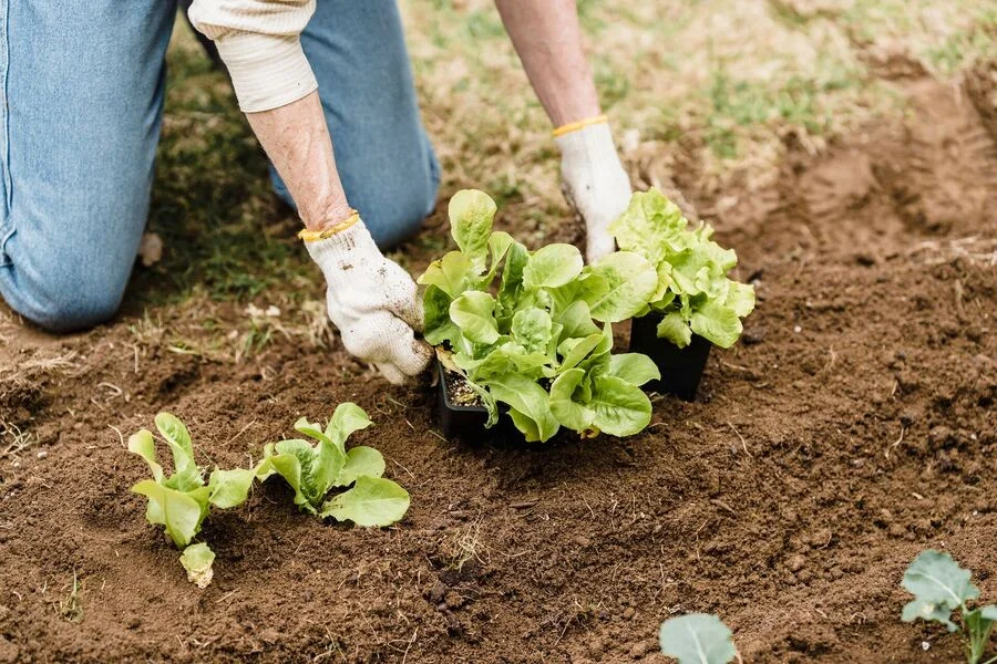 Que planter en septembre dans son jardin ? Gaia Paysages, paysagiste à Aix-en-Provence