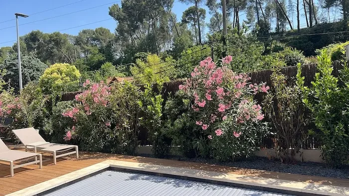 Haie fleurie de lauriers-roses et d’arbustes le long d’une piscine avec terrasse en bois.